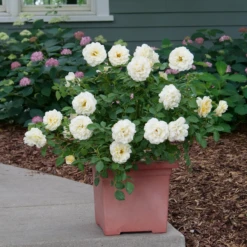 Reminiscent™ Crema Rose 8 Reminiscent™ Crema Rose -Garden Plants Store RosaReminiscentCremaP1072050 800x800 861f9b3