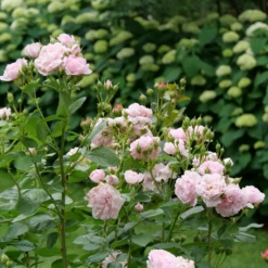 Reminiscent™ Pink Rose 8 Reminiscent™ Pink Rose -Garden Plants Store RosaReminiscentPinkP1071677 800x800 f0d9977