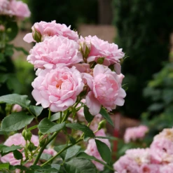 Reminiscent™ Pink Rose 10 Reminiscent™ Pink Rose -Garden Plants Store RosaReminiscentPinkP1071859 800x800 7063c0b