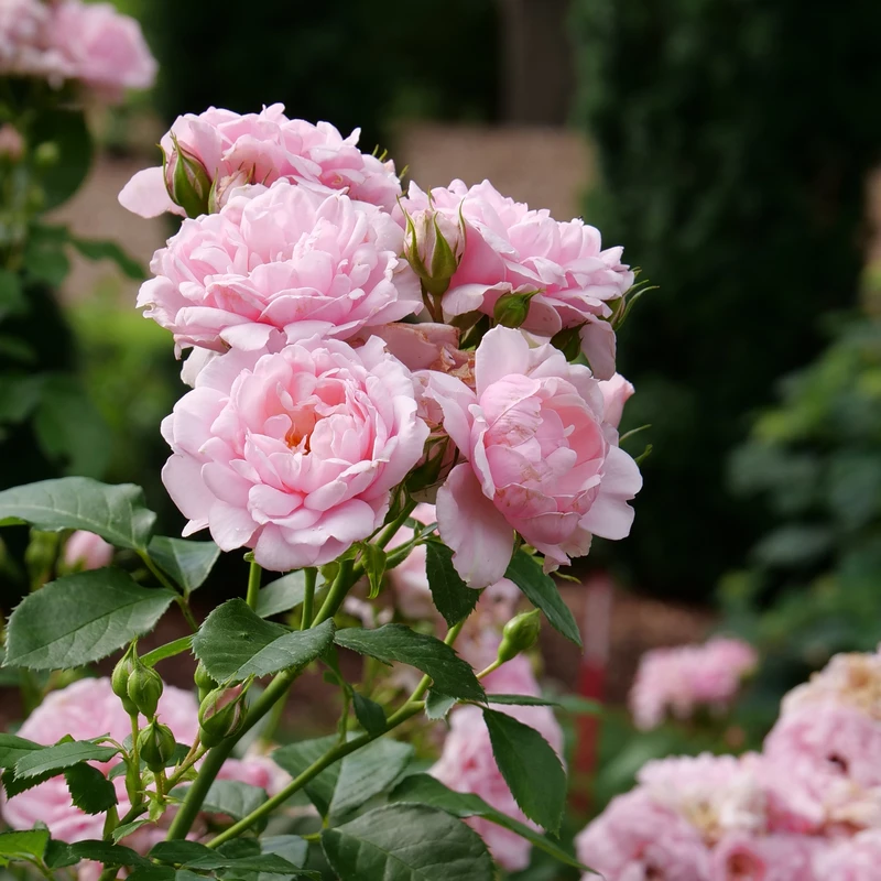 Reminiscent™ Pink Rose 6 Reminiscent™ Pink Rose - Image 4