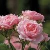 Reminiscent™ Pink Rose 2 Reminiscent™ Pink Rose -Garden Plants Store RosaReminiscentPinkP1071862 800x800 ffeac07
