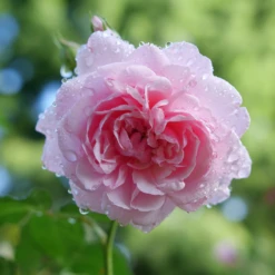 Reminiscent™ Pink Rose 9 Reminiscent™ Pink Rose -Garden Plants Store RosaReminiscentPinkP1094438 800x800 002b007
