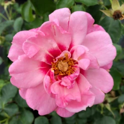 Ringo® Double Pink Rose 8 Ringo® Double Pink Rose -Garden Plants Store RosaRingoDoublePinkIMG 1082 800x800 0433582