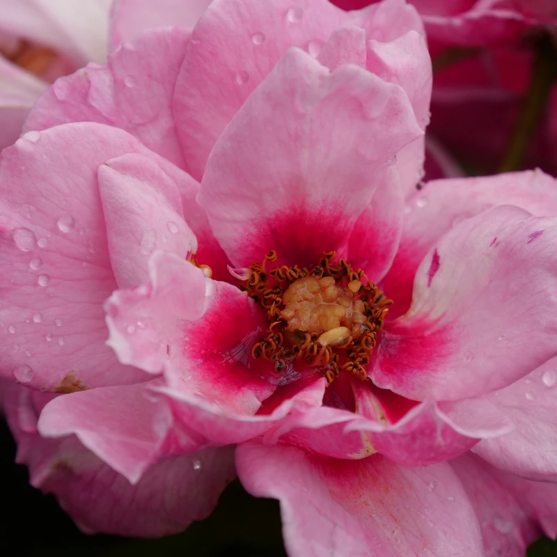 Ringo® Double Pink Rose 3 Ringo® Double Pink Rose