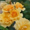 Rise Up Amberness™ Climbing Rose -Garden Plants Store RosaRiseUpAmbernessDSC09290 800x800 72ab01e