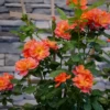Rise Up Emberays™ Climbing Rose -Garden Plants Store RosaRiseUpEmberaysP1184651 1080x1080 4ad4f3d