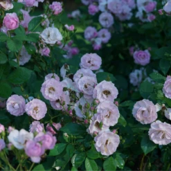 Rise Up Lilac Days™ Climbing Rose 9 Rise Up Lilac Days™ Climbing Rose -Garden Plants Store RosaRiseUpLilacDaysDSC07015 800x800 ccb5c78