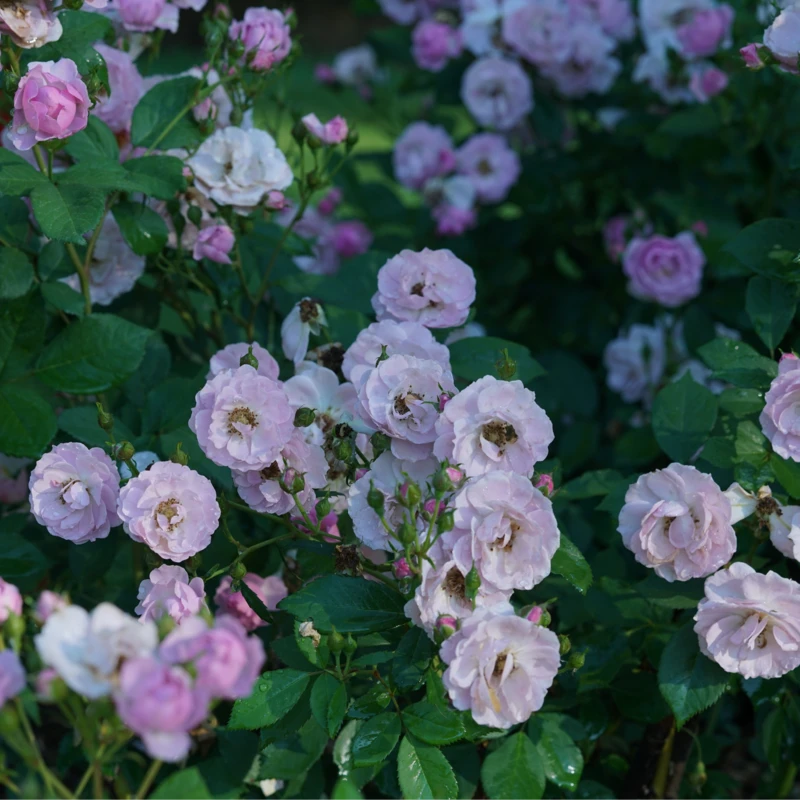 Rise Up Lilac Days™ Climbing Rose 5 Rise Up Lilac Days™ Climbing Rose - Image 3
