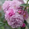 Rise Up Lilac Days™ Climbing Rose