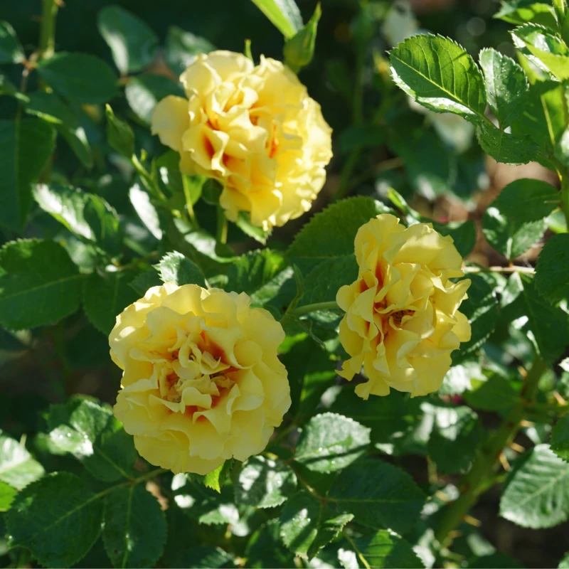 Rise Up™ Ringo® Climbing Rose 3 Rise Up™ Ringo® Climbing Rose