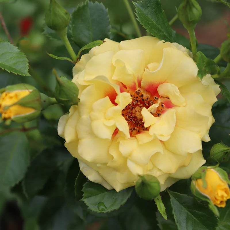 Rise Up™ Ringo® Climbing Rose 5 Rise Up™ Ringo® Climbing Rose - Image 3