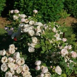Flavorette Pear'd™ Rose 9 Flavorette Pear'd™ Rose -Garden Plants Store Rosa Flavorette Peard DSC06970