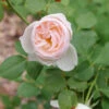 Flavorette Pear'd™ Rose 1 Flavorette Pear'd™ Rose -Garden Plants Store Rosa Flavorette Peard P1225627