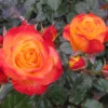 Oso Easy En Fuego™ Rose 1 Oso Easy En Fuego™ Rose -Garden Plants Store Rosa Oso Easy En Fuego 6