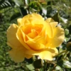 Reminiscent® Yellow Rose 2 Reminiscent® Yellow Rose -Garden Plants Store Rosa Reminiscent Yellow