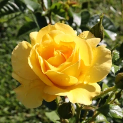 Reminiscent® Yellow Rose