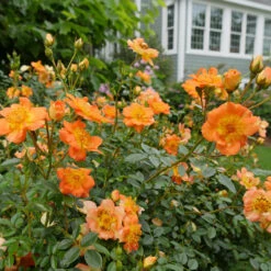Oso Easy Paprika® Rose 8 Oso Easy Paprika® Rose -Garden Plants Store Rose Oso Easy Paprika 2 P
