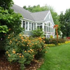 Oso Easy Paprika® Rose 10 Oso Easy Paprika® Rose -Garden Plants Store Rose Oso Easy Paprika 4 P