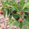 Taste Of Heaven™ Blackberry -Garden Plants Store Rubus Taste of Heaven P1237954