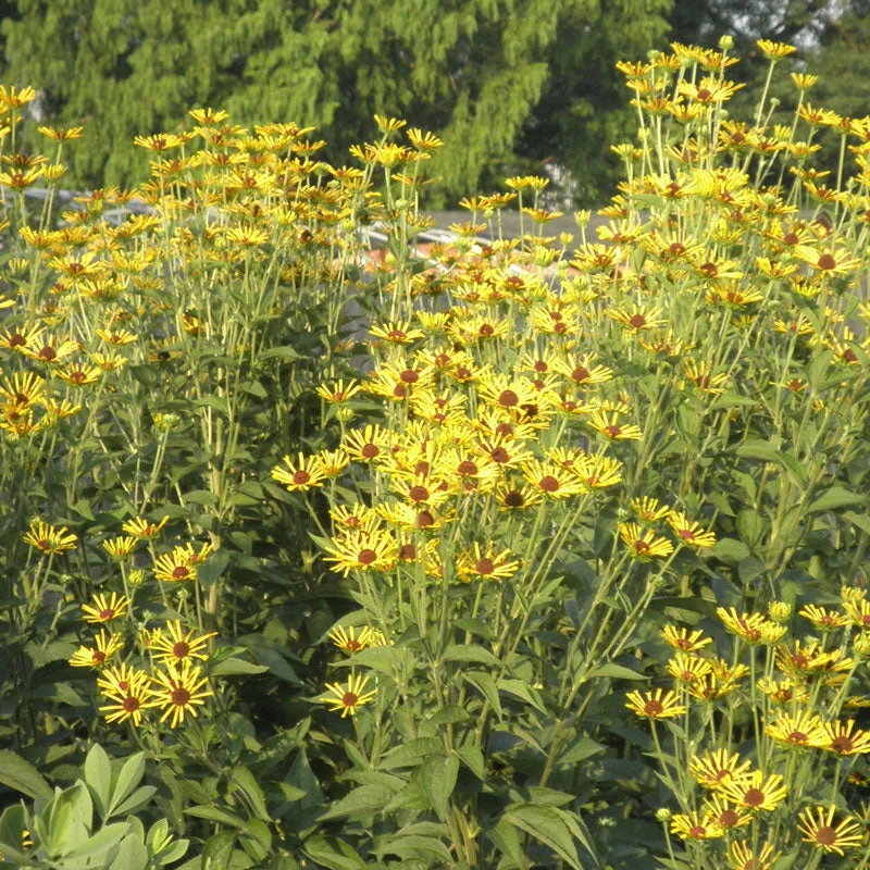 'Henry Eilers' Sweet Coneflower (Rudbeckia) 4 'Henry Eilers' Sweet Coneflower (Rudbeckia) - Image 2