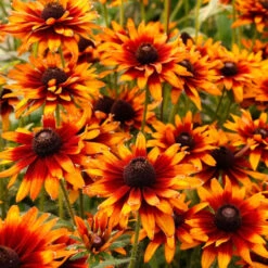 'Summer Sienna' Sweet Coneflower (Rudbeckia) -Garden Plants Store Rudbeckia Summer Sienna 1
