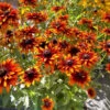'Summer Sienna' Sweet Coneflower (Rudbeckia) -Garden Plants Store Rudbeckia Summer Sienna 3