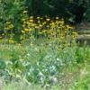 Giant Coneflower (Rudbeckia)