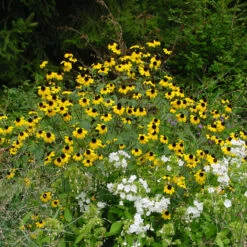 Brown-Eyed Susan (Rudbeckia)
