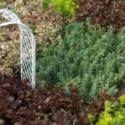 'Blue Spruce' Stonecrop -Garden Plants Store SEDBS1Q 2 sw