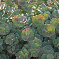 Succulent Ground Cover Collection 14 Succulent Ground Cover Collection -Garden Plants Store SEDSI1Q 3