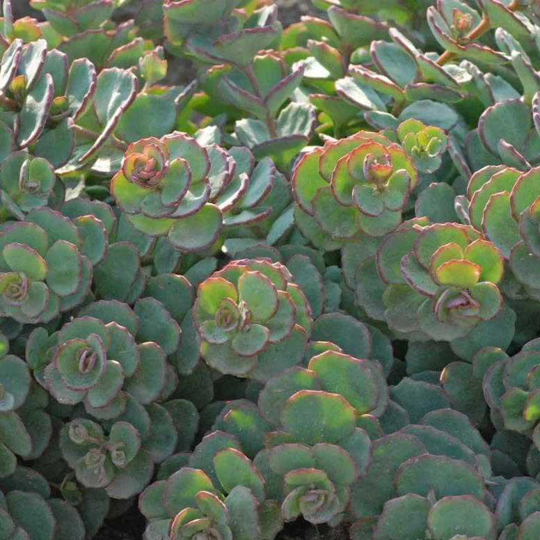 Succulent Ground Cover Collection 8 Succulent Ground Cover Collection - Image 6