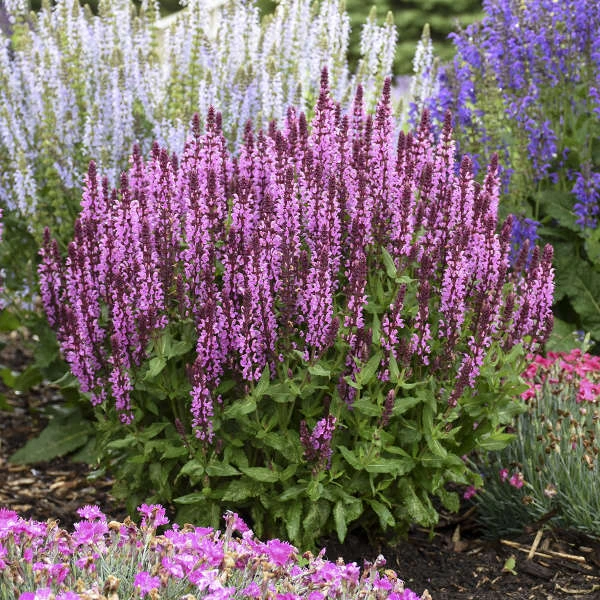 'Pink Profusion' Salvia 3 'Pink Profusion' Salvia