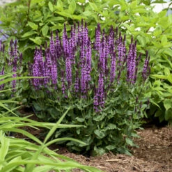 'Pink Profusion' Salvia 10 'Pink Profusion' Salvia -Garden Plants Store Salvianemorosa PinkProfusion PP31435CPBRAF0003lowres