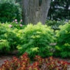 Lemony Lace® Elderberry -Garden Plants Store Sambucus Lemony Lace 1 P