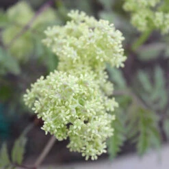 Lemony Lace® Elderberry 10 Lemony Lace® Elderberry -Garden Plants Store Sambucus Lemony Lace 3 P