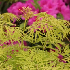 Lemony Lace® Elderberry 12 Lemony Lace® Elderberry -Garden Plants Store Sambucus Lemony Lace 5 P