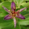 'Samurai' Toad Lily (Tricyrtis) 1 'Samurai' Toad Lily (Tricyrtis) -Garden Plants Store Samurai ToadLily Tricyrtisformosana
