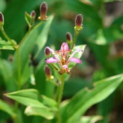 'Samurai' Toad Lily (Tricyrtis) -Garden Plants Store Samurai ToadLily Tricyrtisformosana 2