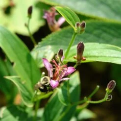 'Samurai' Toad Lily (Tricyrtis) -Garden Plants Store Samurai ToadLily Tricyrtisformosana 3
