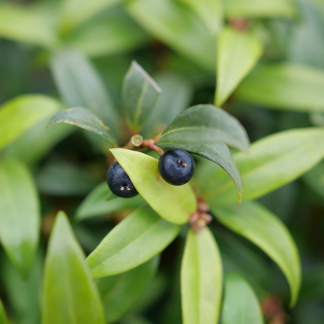 Sweet & Lo™ Sweet Box 4 Sweet & Lo™ Sweet Box - Image 2