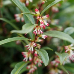 Sweet & Lo™ Sweet Box 10 Sweet & Lo™ Sweet Box -Garden Plants Store SarcococcaSweetLoP1140771 1080x1080 5ed8c60