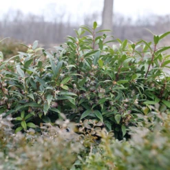 Sweet & Lo™ Sweet Box 11 Sweet & Lo™ Sweet Box -Garden Plants Store SarcococcaSweetLoP1140831 1080x1080 9a3d0f4