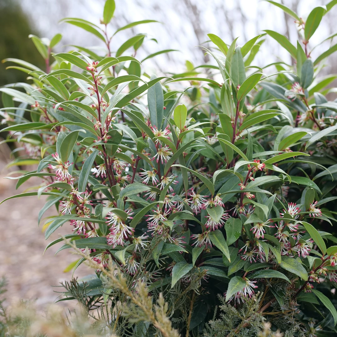 Sweet & Lo™ Sweet Box 7 Sweet & Lo™ Sweet Box - Image 5