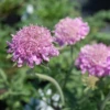 'Pink Mist' Pincushion Flower (Scabiosa) 1 'Pink Mist' Pincushion Flower (Scabiosa) -Garden Plants Store ScabiosaPinkMistpincushionflower10