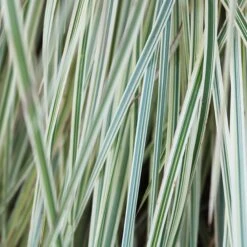 Shining Star™ Bluestem Grass -Garden Plants Store Schizachyrium Shining Star ECG 2021 web2 80858.1617048638