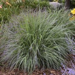 'Twilight Zone' Little Bluestem Grass 9 'Twilight Zone' Little Bluestem Grass -Garden Plants Store Schizachyrium TwilightZone LittleBluestem