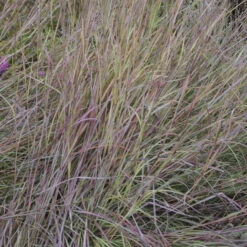 'Twilight Zone' Little Bluestem Grass 8 'Twilight Zone' Little Bluestem Grass -Garden Plants Store Schizachyrium TwilightZone LittleBluestem 3