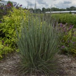 Prairie Winds® 'Blue Paradise' Bluestem Grass -Garden Plants Store Schizachyriumscoparium BlueParadise PP28145CPBR56500002highres sw