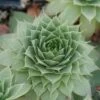 'Hopewell' Hens & Chicks 2 'Hopewell' Hens & Chicks -Garden Plants Store Sempervivum Hopewell 1 sw