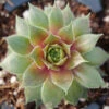 'Kalinda' Hens & Chicks -Garden Plants Store Sempervivum Kalinda 1 P